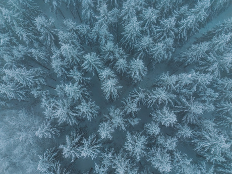 Winter in de ardennen