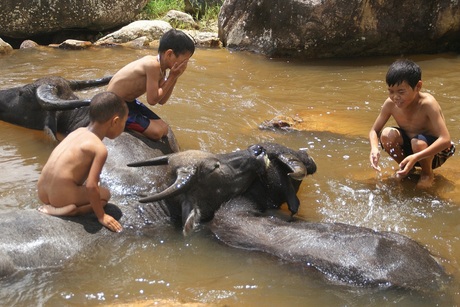spelen met waterbuffels (Vietnam)