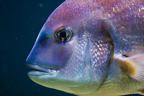 Kleur in het aquarium