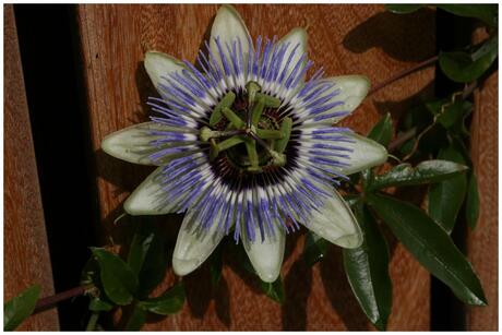 Passiflora caerulea