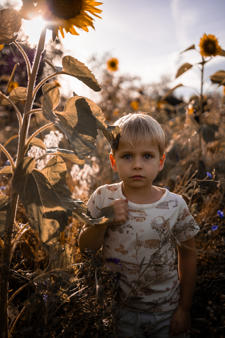 Sunflower field 