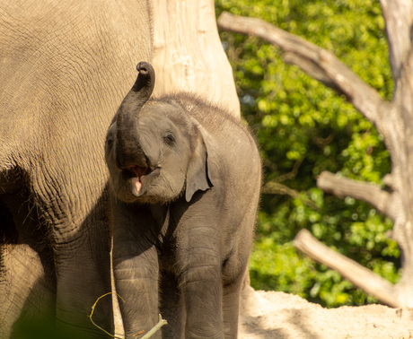 Bedenk goed wat je met je laatste Rolo doet