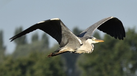 Vliegende reigers 