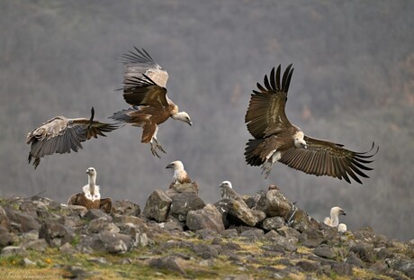 Griffon Vulture Flight