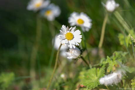 Macro tuin