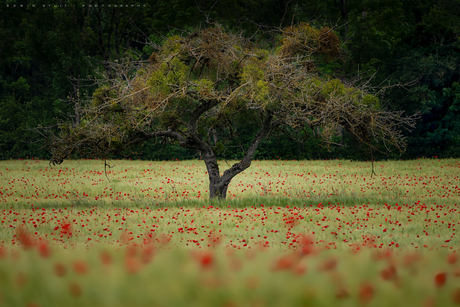 Red rose tree