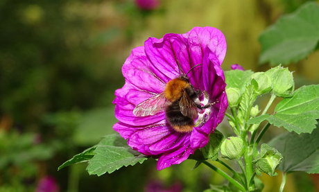 Bloemetje en bijtje