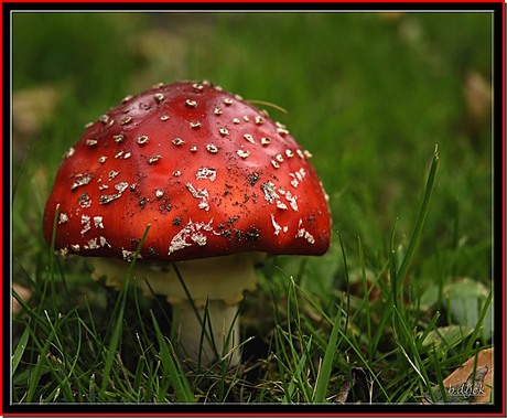 Rood met witte stippen....