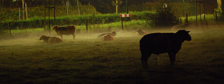 Schapen in de mist