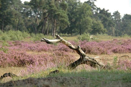 Den Treek*Henschoten