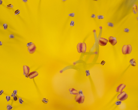 Hypericum