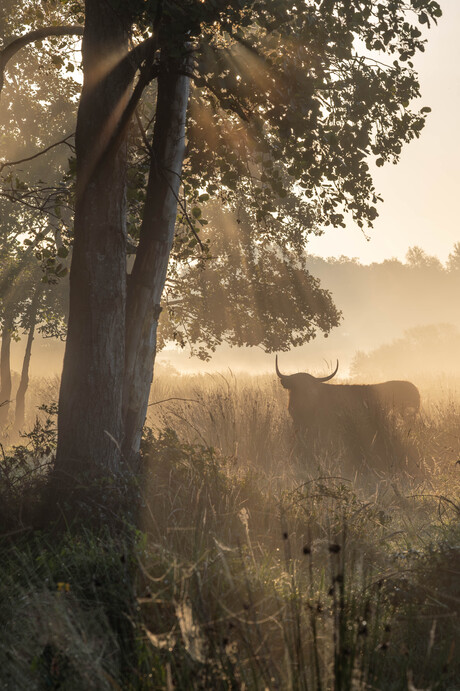 Hooglander in de mist