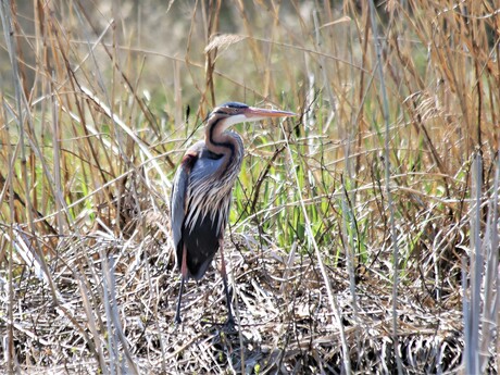 Purperreiger