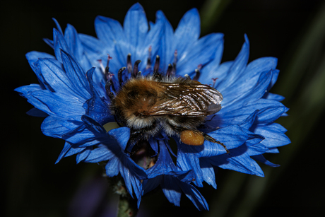 Hommel met stuifmeelkousen