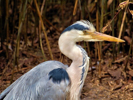 Blauwe reiger