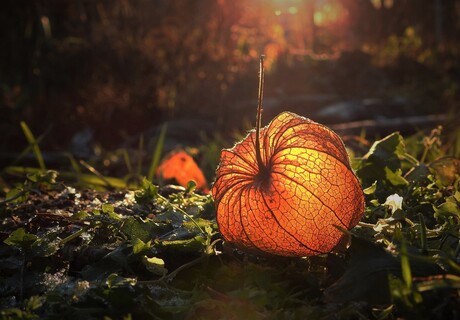 warmte en licht in de duisternis