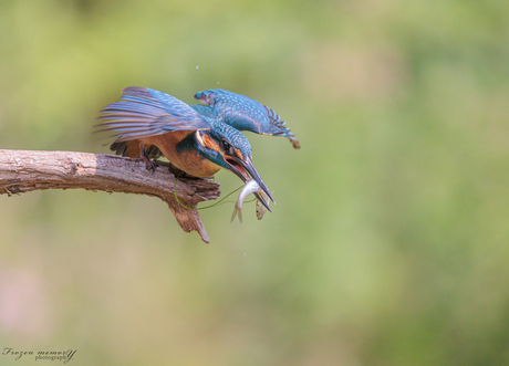 Ijsvogel met prooi