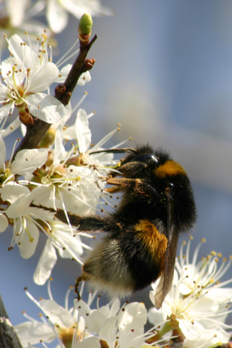 Hommel