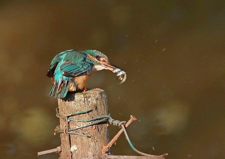 ijsvogel