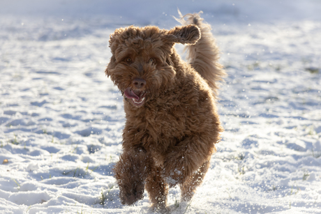 Sneeuwpret op volle snelheid!