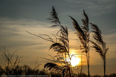 frissewind preset zoom.nl