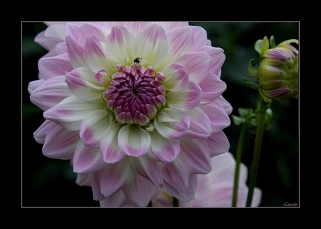 dahlia