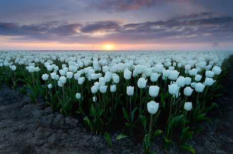 White morning field
