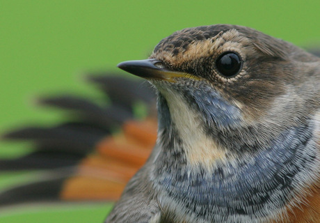 Close up: Blauwborst