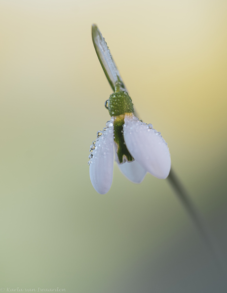 Sneeuwklokje.