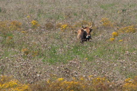 oostvaardersplassen 13 aug