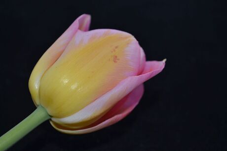 Mooie Tulp