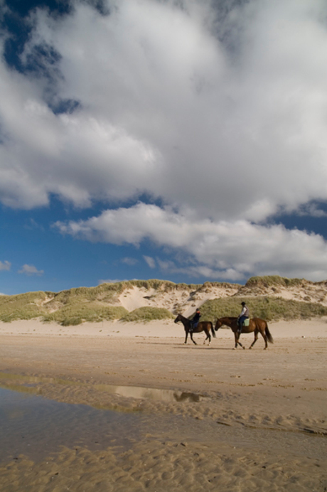 Paarden op het strand