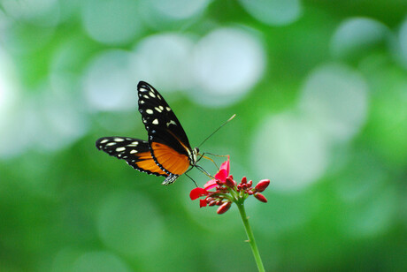 Vlinder op bloem