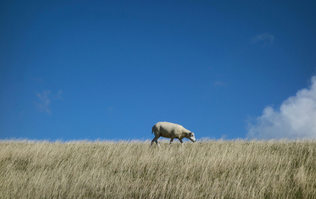 Het verloren schaap