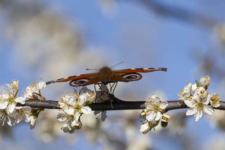 Dagpauwoog ready for take of