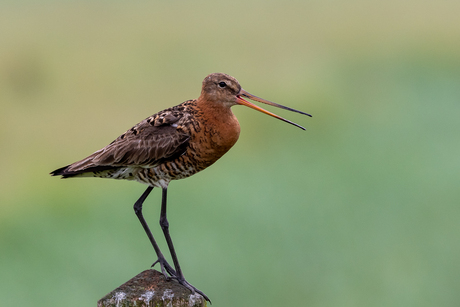 Limosa limosa