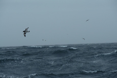 Angry Sea & Cape Petrel