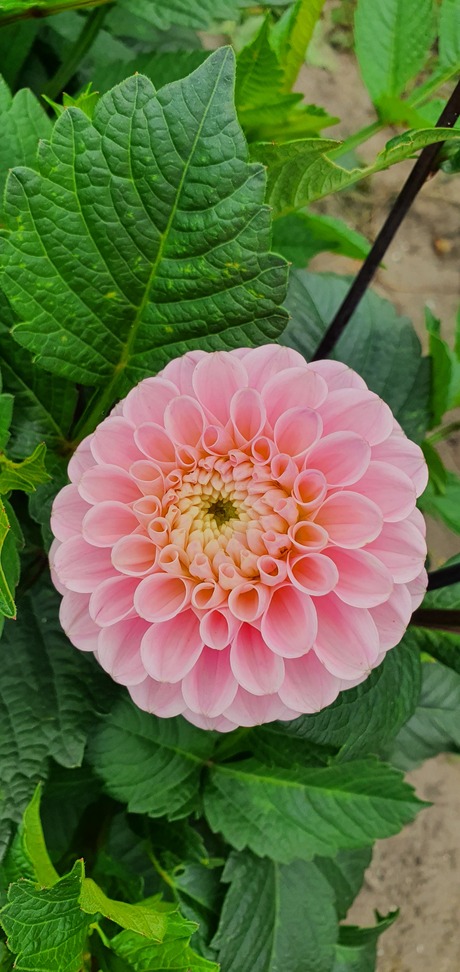 Dahlia