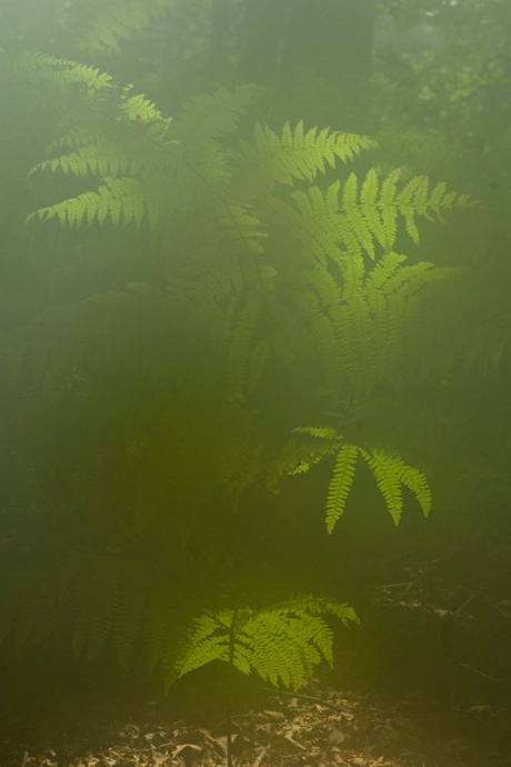 Varen in de mist