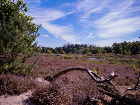 Heide en droogte