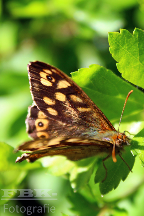 Beautiful butterfly