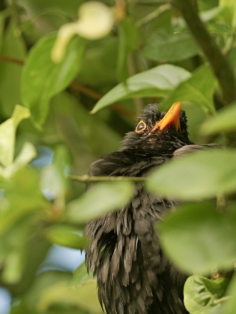 Verstoppertje met een merel