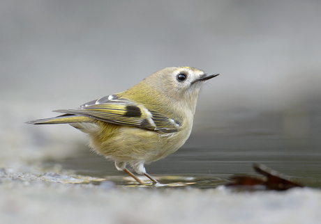 Kleinste vogeltje van Europa