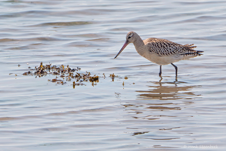 Rosse Grutto op het wad