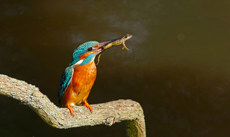 ijsvogel met kikker