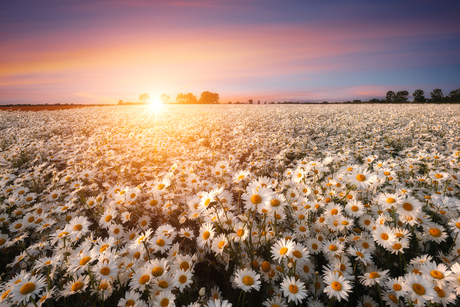 Field of Dreams