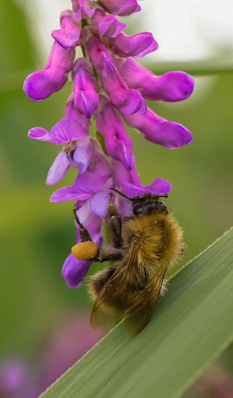 Hommel