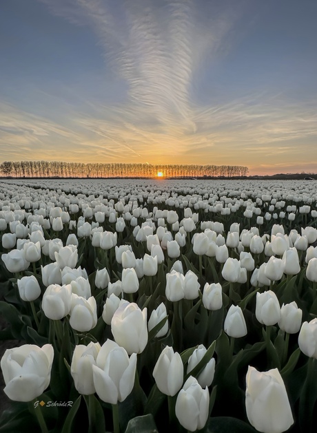 Tulpenveld