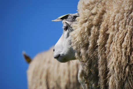 Schapen Texel