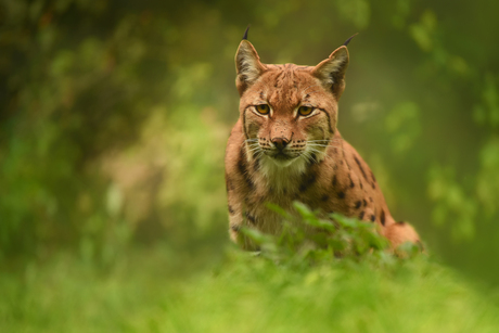 Europese Lynx